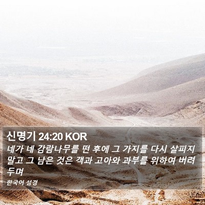 신명기 24:20 KOR Bible Verse Image