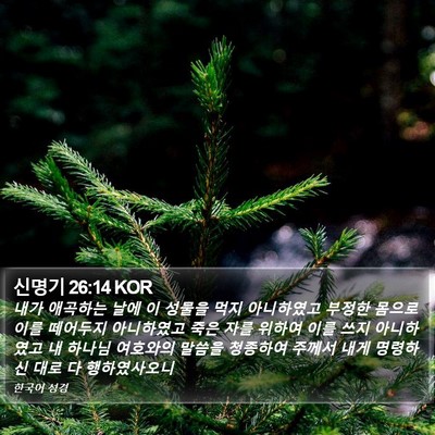 신명기 26:14 KOR Bible Verse Image