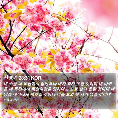 신명기 28:31 KOR Bible Verse Image