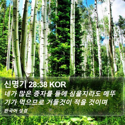 신명기 28:38 KOR Bible Verse Image