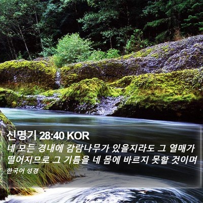 신명기 28:40 KOR Bible Verse Image