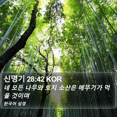 신명기 28:42 KOR Bible Verse Image