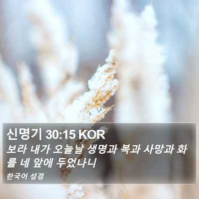 신명기 30:15 KOR Bible Verse Image
