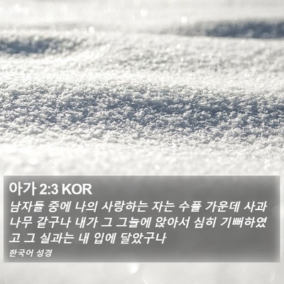 아가 2:3 KOR Bible Verse Image
