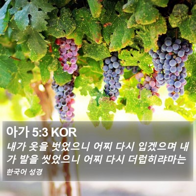 아가 5:3 KOR Bible Verse Image