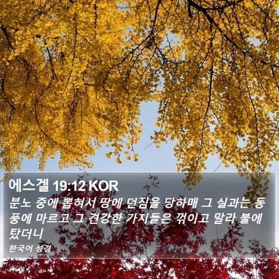 에스겔 19:12 KOR Bible Verse Image
