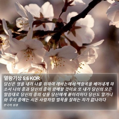 열왕기상 5:6 KOR Bible Verse Image