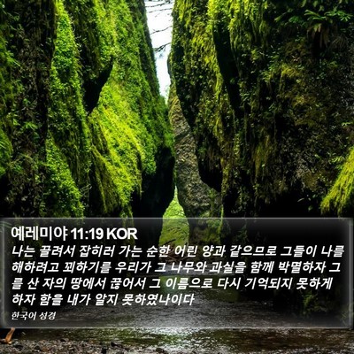 예레미야 11:19 KOR Bible Verse Image