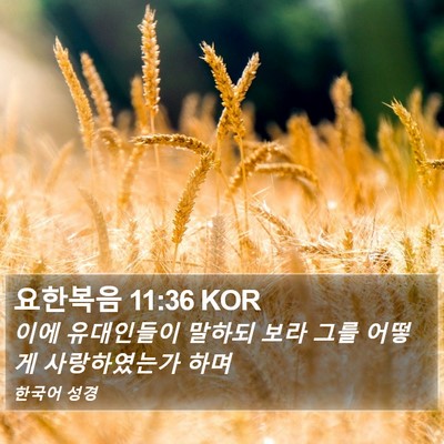 요한복음 11:36 KOR Bible Verse Image