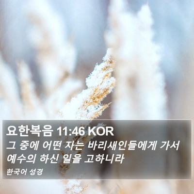 요한복음 11:46 KOR Bible Verse Image
