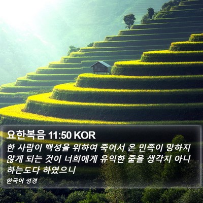 요한복음 11:50 KOR Bible Verse Image