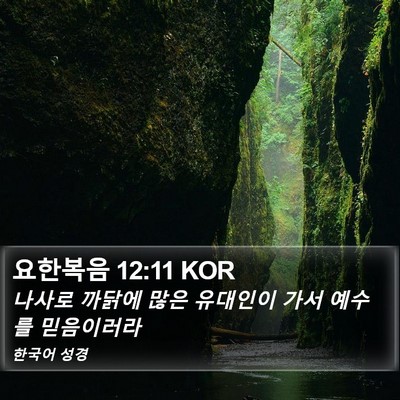 요한복음 12:11 KOR Bible Verse Image