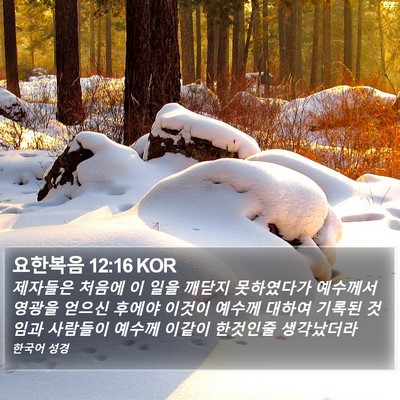 요한복음 12:16 KOR Bible Verse Image