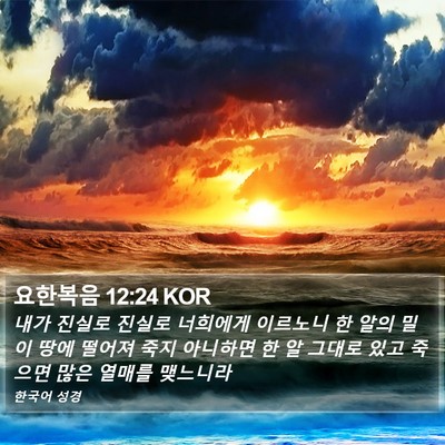 요한복음 12:24 KOR Bible Verse Image