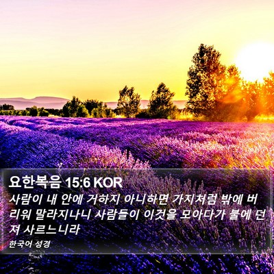 요한복음 15:6 KOR Bible Verse Image