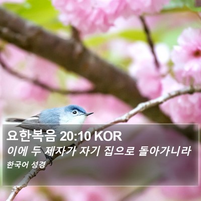 요한복음 20:10 KOR Bible Verse Image