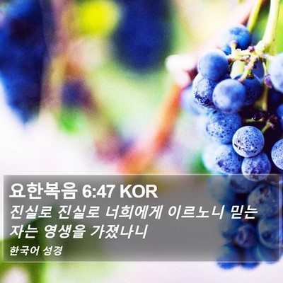 요한복음 6:47 KOR Bible Verse Image