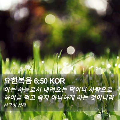 요한복음 6:50 KOR Bible Verse Image