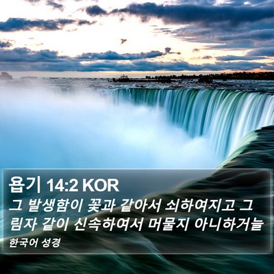 욥기 14:2 KOR Bible Verse Image