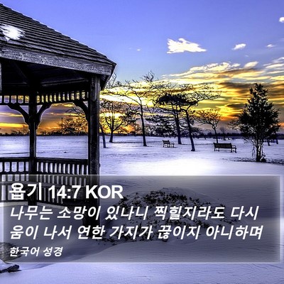 욥기 14:7 KOR Bible Verse Image