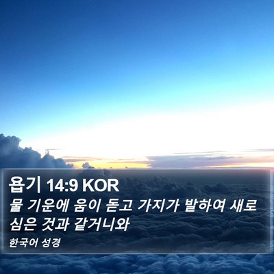 욥기 14:9 KOR Bible Verse Image