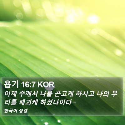 욥기 16:7 KOR Bible Verse Image