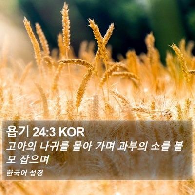 욥기 24:3 KOR Bible Verse Image
