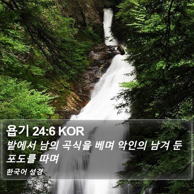 욥기 24:6 KOR Bible Verse Image