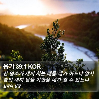 욥기 39:1 KOR Bible Verse Image