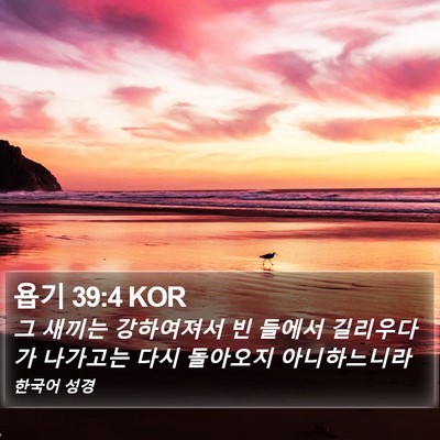 욥기 39:4 KOR Bible Verse Image