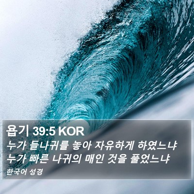 욥기 39:5 KOR Bible Verse Image