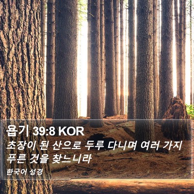 욥기 39:8 KOR Bible Verse Image