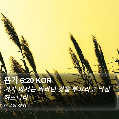 욥기 6:20 KOR Bible Verse Image