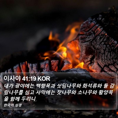 이사야 41:19 KOR Bible Verse Image