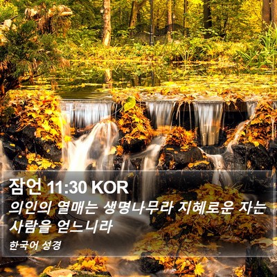 잠언 11:30 KOR Bible Verse Image