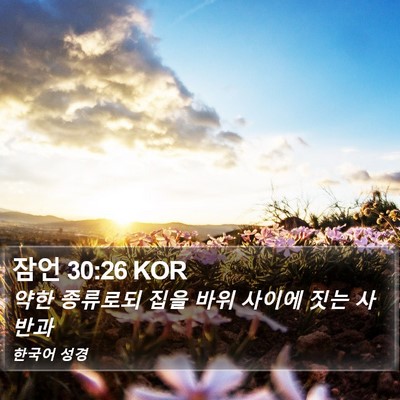 잠언 30:26 KOR Bible Verse Image