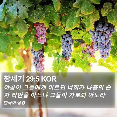 창세기 29:5 KOR Bible Verse Image