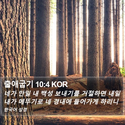 출애굽기 10:4 KOR Bible Verse Image