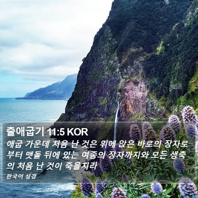 출애굽기 11:5 KOR Bible Verse Image