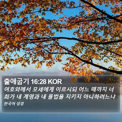 출애굽기 16:28 KOR Bible Verse Image