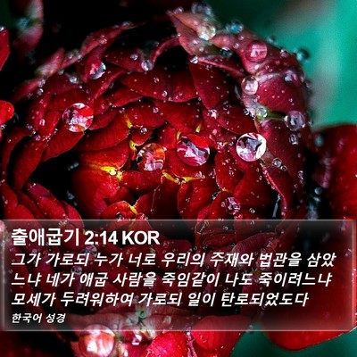 출애굽기 2:14 KOR Bible Verse Image