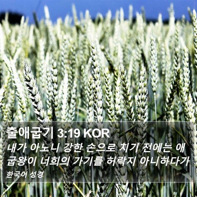 출애굽기 3:19 KOR Bible Verse Image