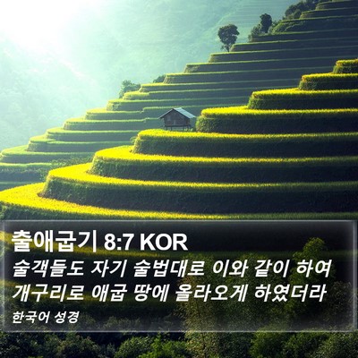 출애굽기 8:7 KOR Bible Verse Image