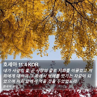 호세아 11:4 KOR Bible Verse Image