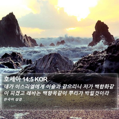 호세아 14:5 KOR Bible Verse Image
