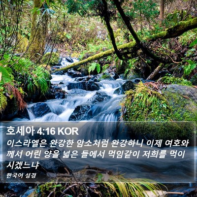 호세아 4:16 KOR Bible Verse Image