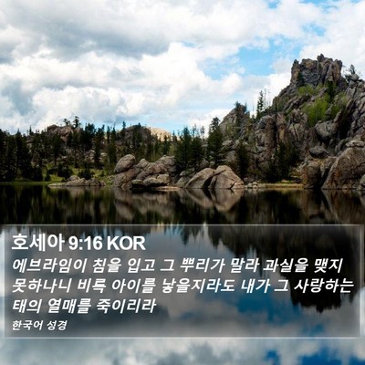 호세아 9:16 KOR Bible Verse Image