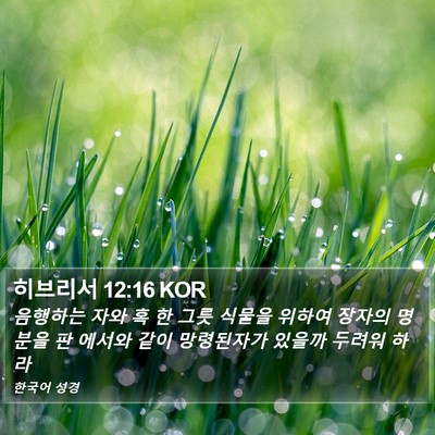 히브리서 12:16 KOR Bible Verse Image