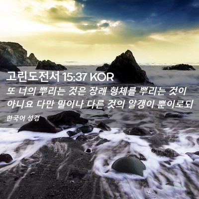 Picture 02 - 고린도전서 15:37 KOR - 또 너의 뿌리는 것은 장래 형체를 - Bible Verse Picture