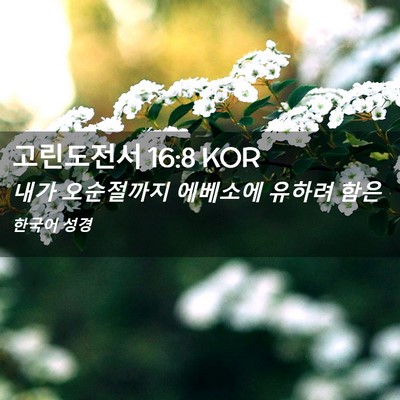 Picture 02 - 고린도전서 16:8 KOR - 내가 오순절까지 에베소에 유하려 - Bible Verse Picture